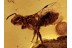 APIDAE Great Looking Honey Bee  in BALTIC AMBER 1393